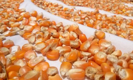 FAO: Rastu cene ulja i kukuruza, pšenica pojeftinjuje