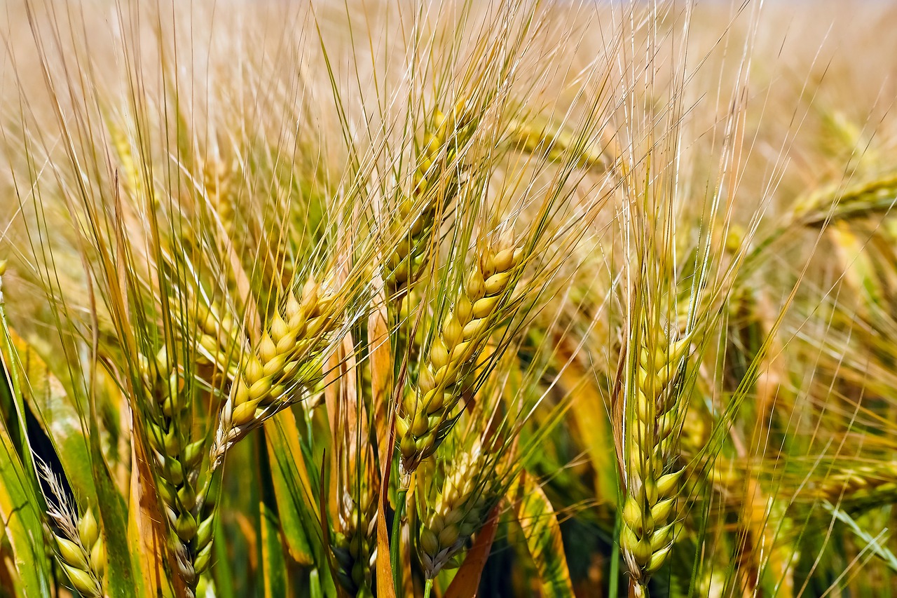 Na Produktnoj berzi se pojavila prva cena roda pšenice iz 2022. od 28 din/kg bez PDV-a