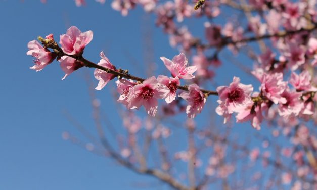 Sakura stipendije – otvoren konkurs kompanije JTI i Ambasade Japana