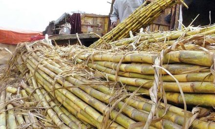 FAO: Cena šećera najveća u prošlih šest godina, cene žitarica stagniraju a ulja padaju