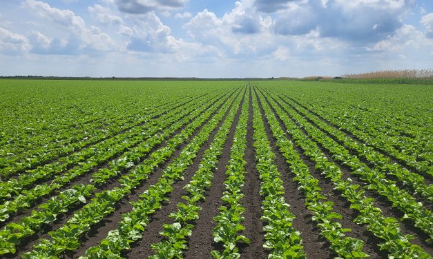 Sunoko prvi sertifikovao održivu proizvodnju šećera