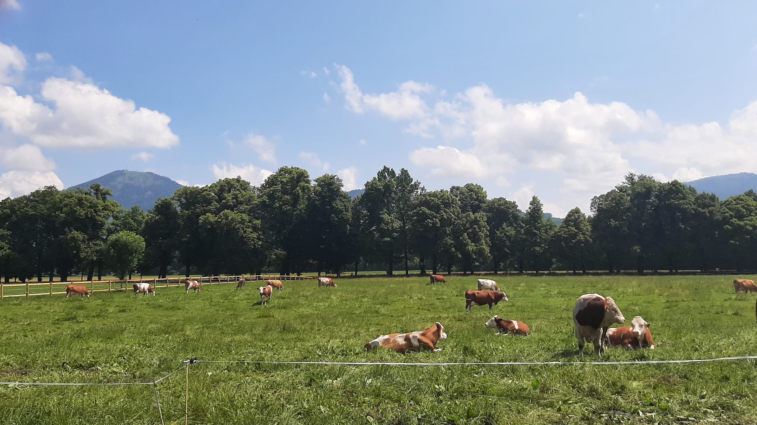 Krave pasu na travnatim livadama, na samo nekoliko kilometara od najstrožeg centra turističke meke - Salcburga (Foto: R. Nikolić)