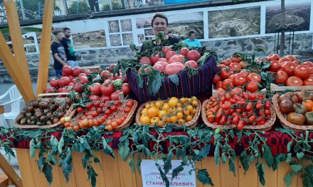 Anin crni čeri paradajz na lebanskom Paradajz festu