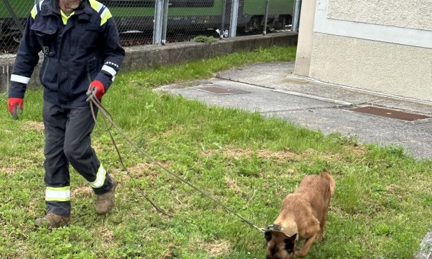 U Beču pas locira oštećene strujne kablove