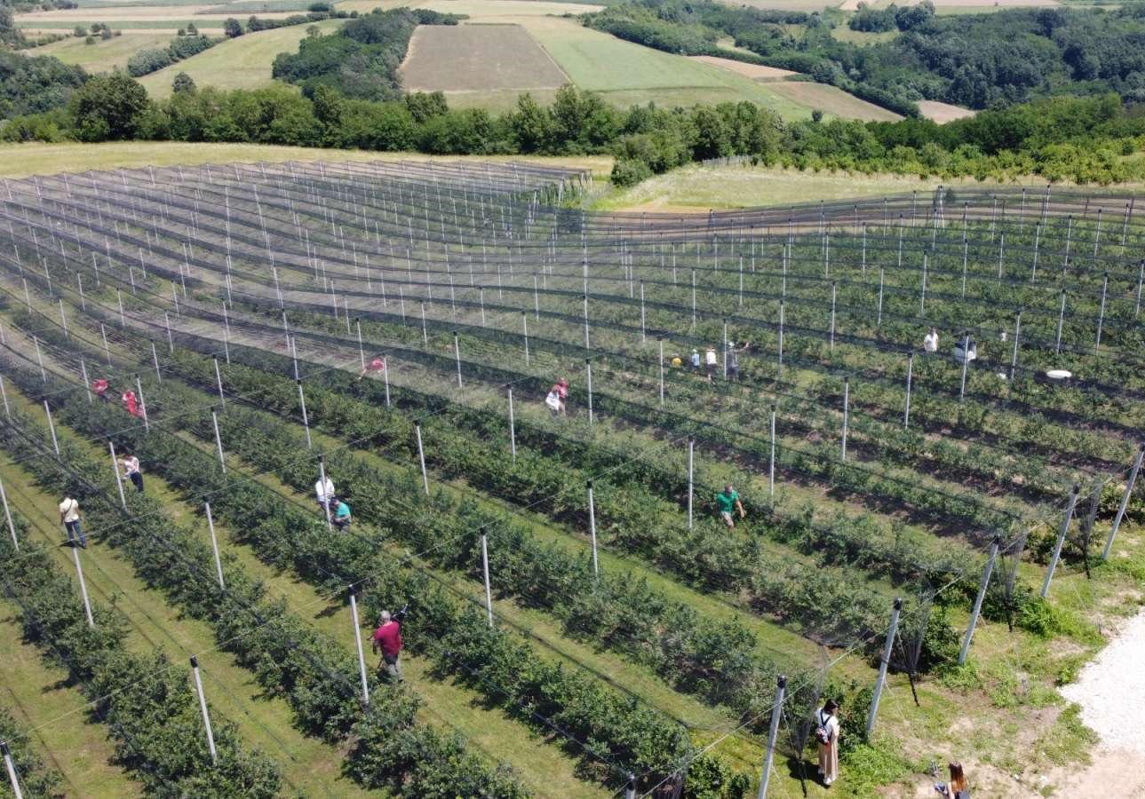 Plantaža borovnica u Sopotu, na tri hektara dedinog imanja: Rod borovnica je od 17 do 20 tona godišnje, a više od 90 odsto se plasira u sirovom stanju