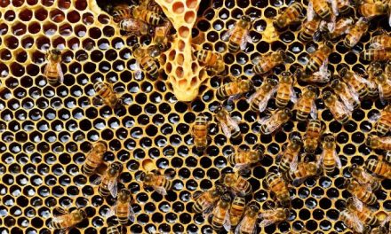 Poruka iz Beča: Medonosne pčele otkrivaju zagađivače okoline