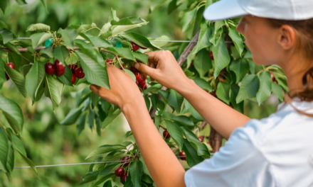 Kompanija „Delta Agrar“ plasira voće proizvedeno po savremenom „zero residue“ konceptu