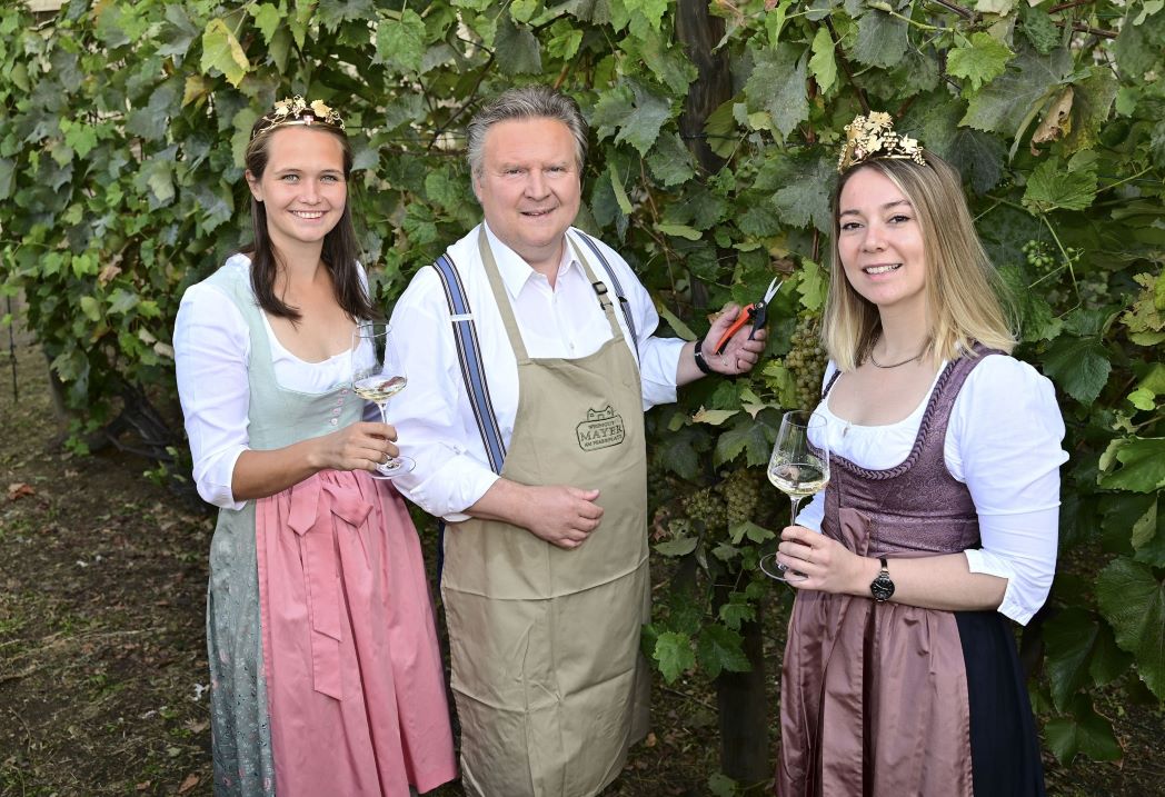 Tradicionalno, gradonačelnik Beča Mihael Ludvig lično pomaže pri berbi grožđa u mini-vinogradu