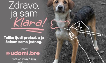 Platforma DION: Pokrenuta nacionalna kampanja za udomljavanje napuštenih životinja