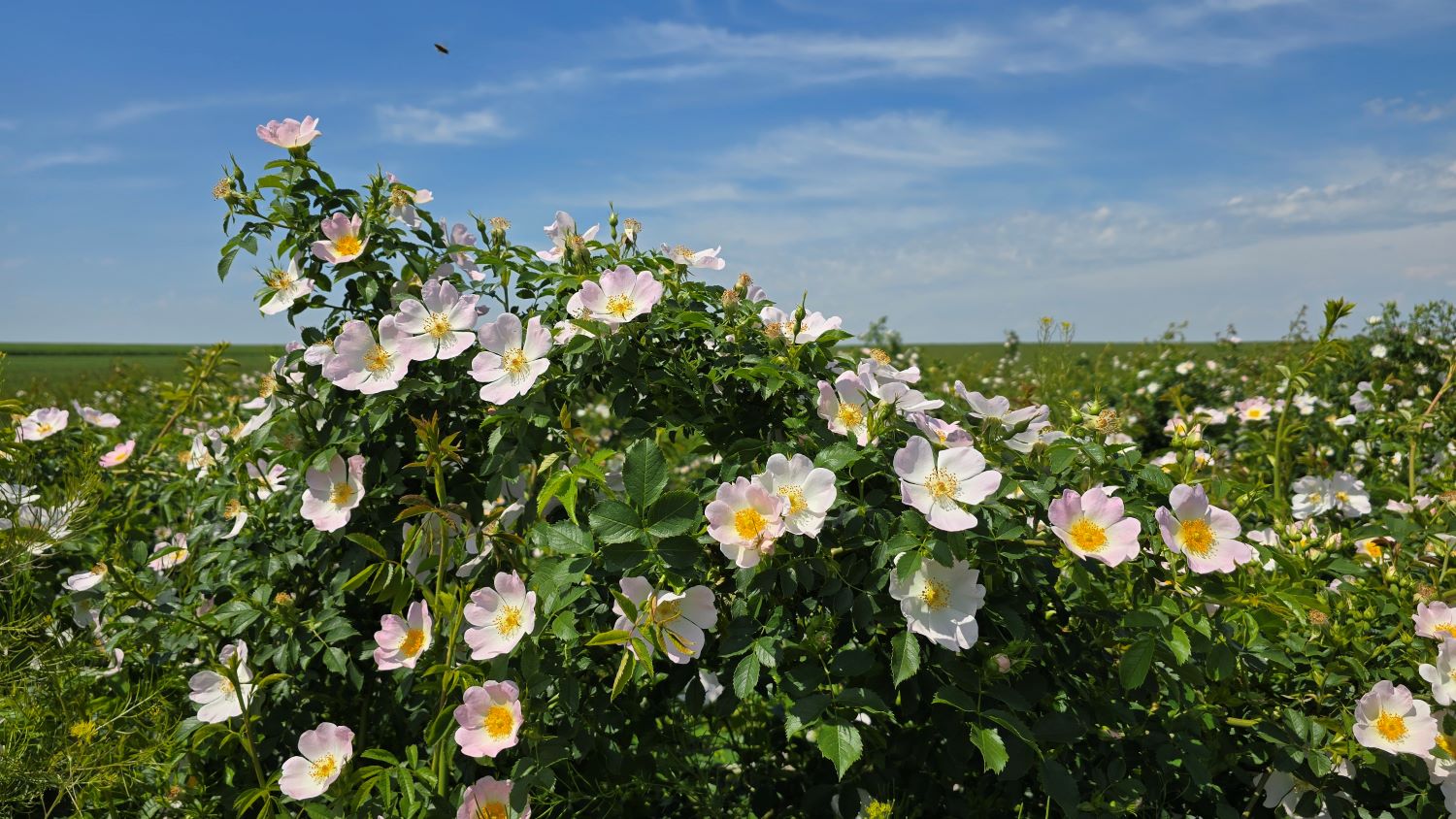 Plantaže Subotičkog u Bačkom Petrovom Selu u cvetu (Foto: Dino Subotički)