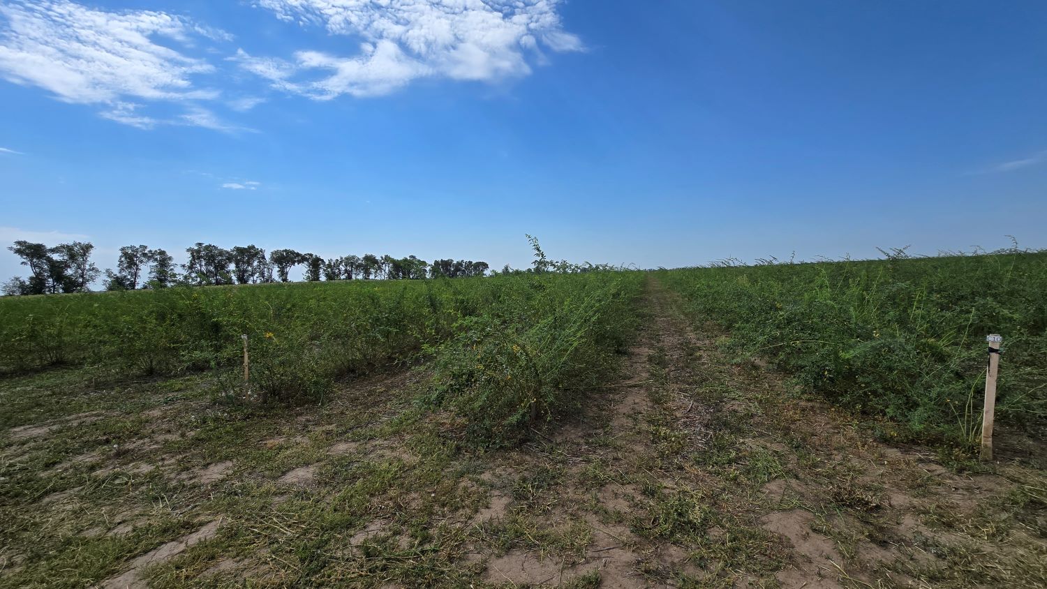Plantaže Subotičkog u Bačkom Petrovom Selu: Mladi sazadi (Foto: Dino Subotički)