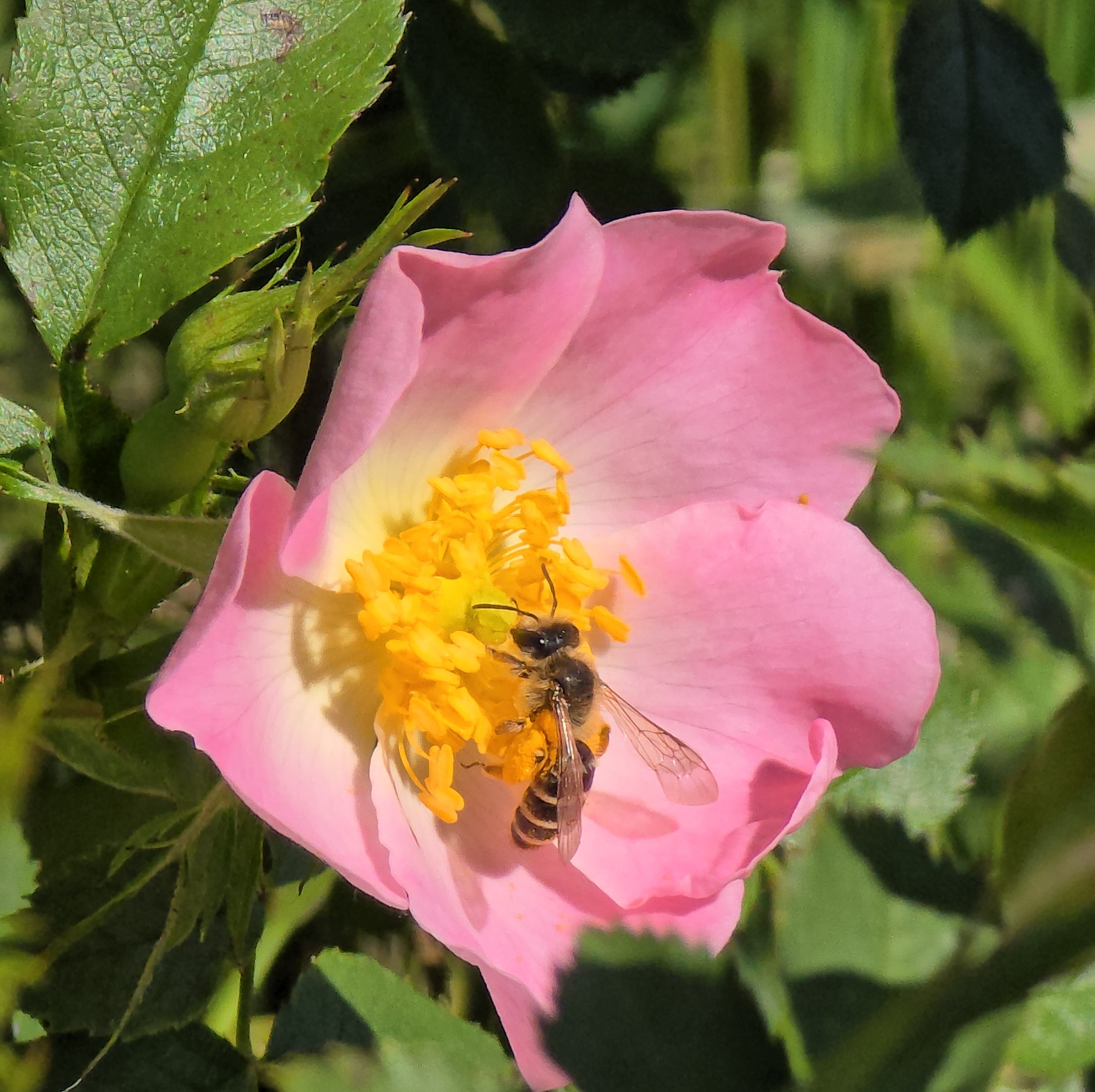 (Foto: Dino Subotički)