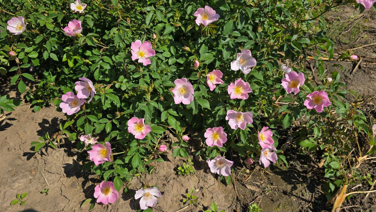 Plantaže Subotičkog u Bačkom Petrovom Selu - budući šipurak - divlja ruža u cvetu (Foto: Dino Subotički)