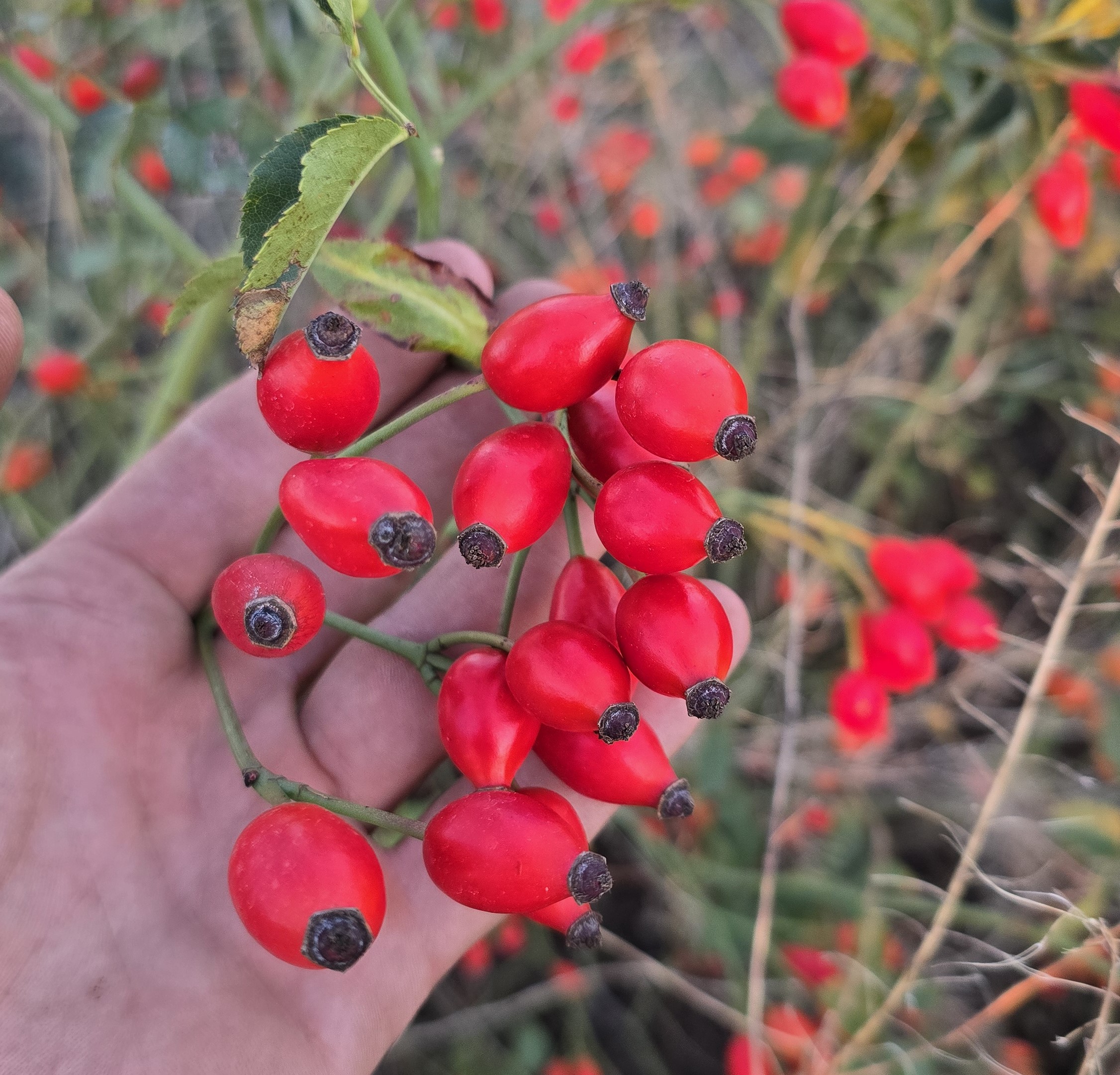(Foto: Dino Subotički)