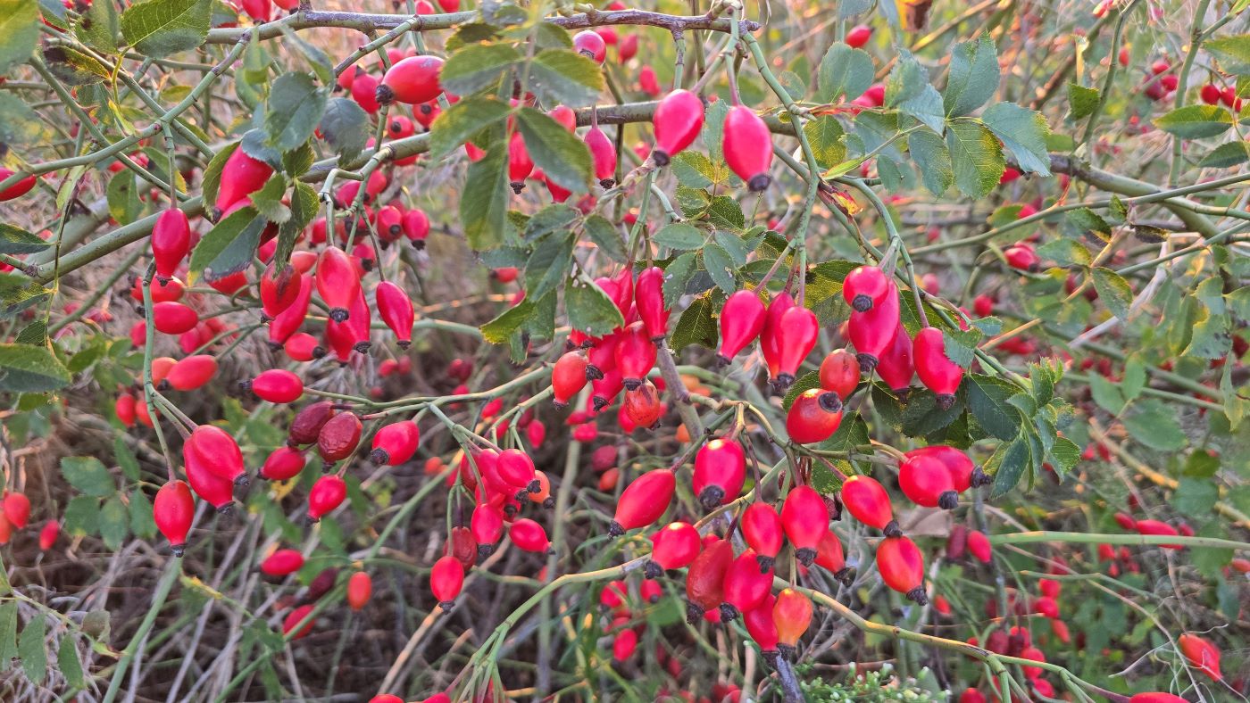 Plantaže Subotičkog u Bačkom Petrovom Selu šipurak - plod (Foto: Dino Subotički)