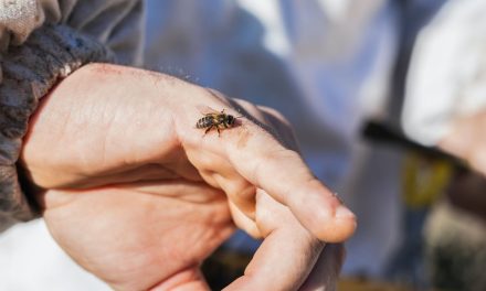 Kako prepoznati životno ugrožavajuću alergijsku reakciju