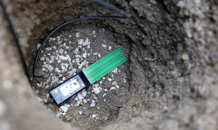 Pametna stabla: Bečko zelenilo testira digitalne senzore za inteligentno navodnjavanje drveća