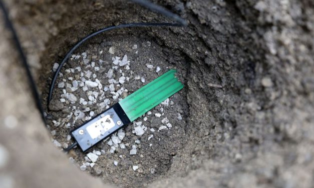 Pametna stabla: Bečko zelenilo testira digitalne senzore za inteligentno navodnjavanje drveća