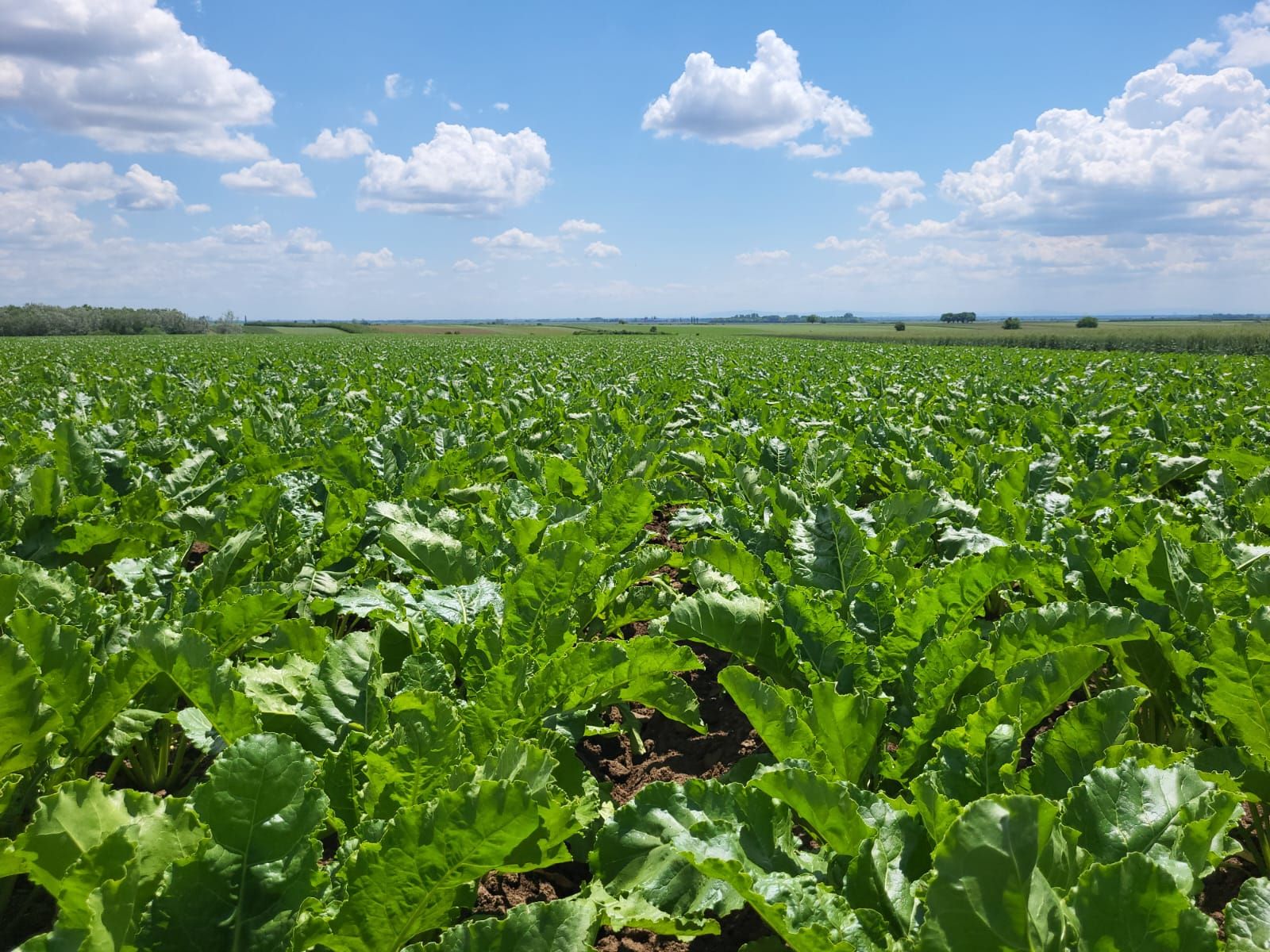 Polja šećerne repe u Srbiji - Vojvodina (Foto: Privatna arhiva)