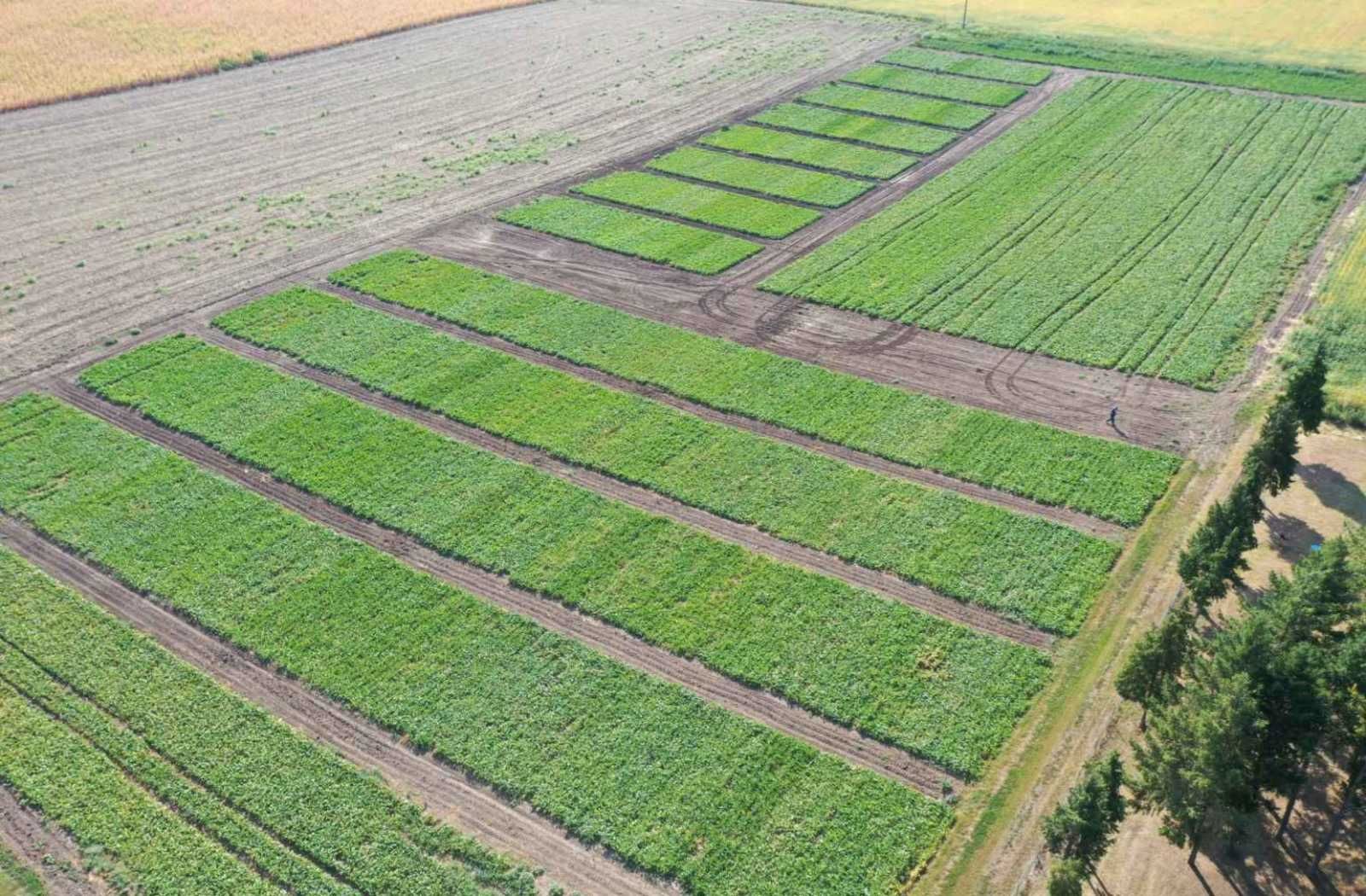 Polja šećerne repe, Srbija - Vojvodina (Foto: Arhiva MB)