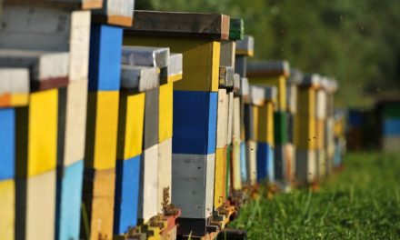 Usvojeni regionalni planovi za zaštitu i obnovu prirode Zapadnog Balkana do 2030.